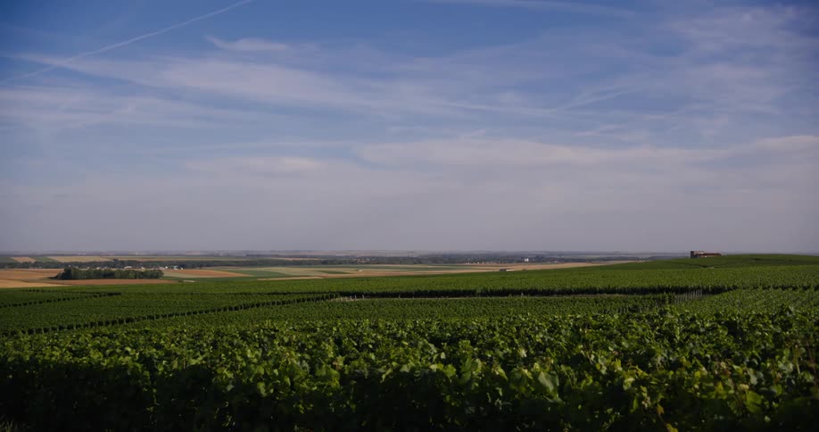 A static wide shot of a vineyard under a partially cloudy blue sky with a distant view of fields and perhaps a town