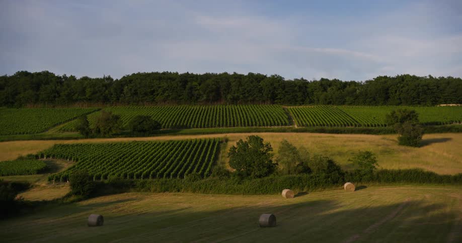 The green crops are by the forest