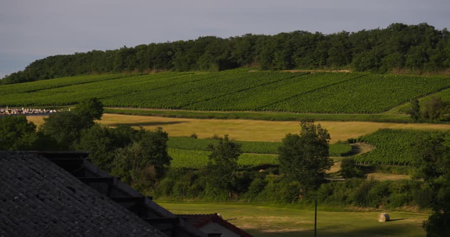 A verdant vineyard rolling across a hillside partially obscured by the rooftops of quaint buildings
