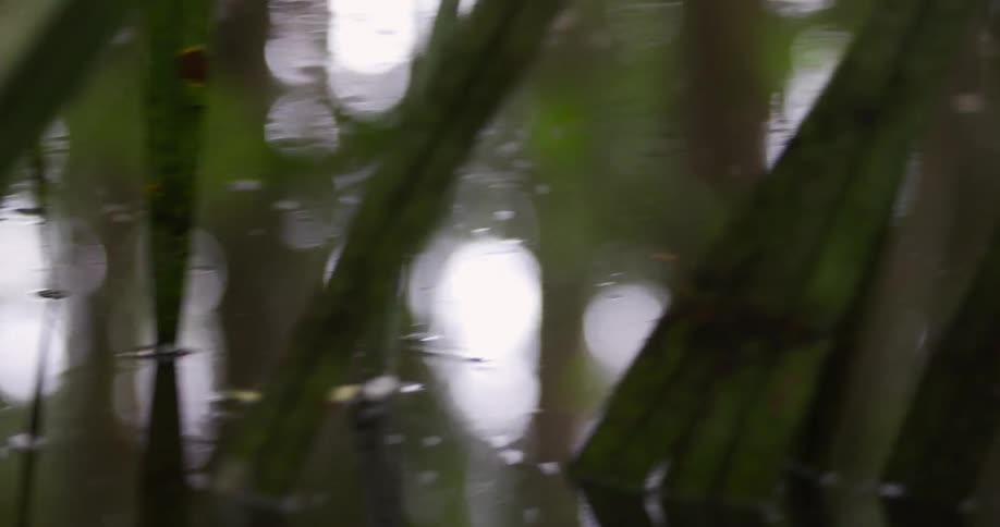 A footage of a river