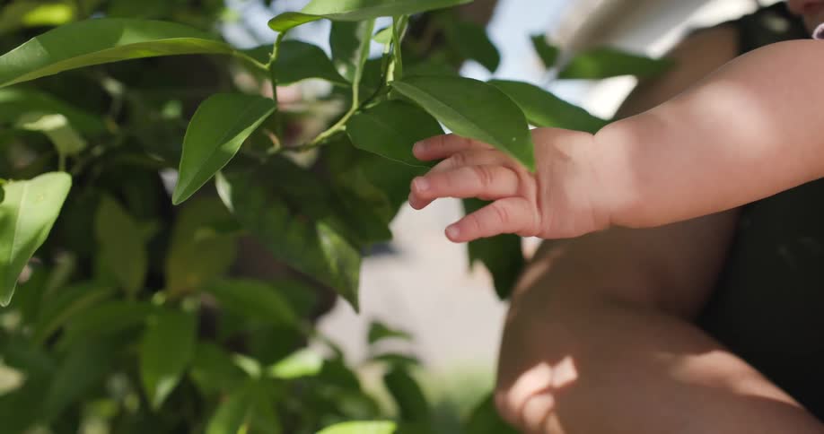 Baby reaches out to touch green leaves on a sunny day