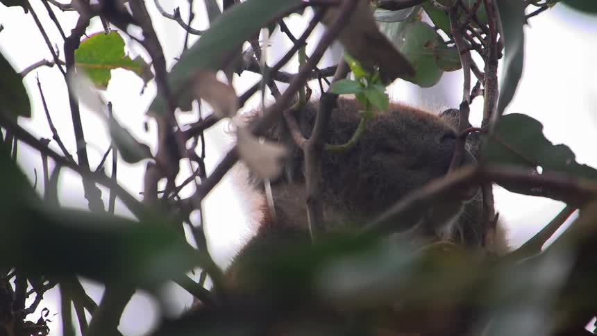 A nest in a tree