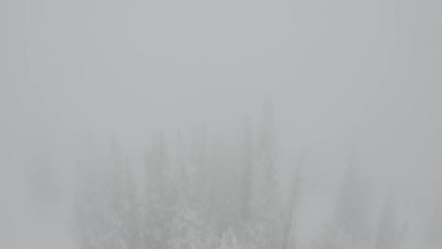 Heavy snow and fog covers the forest