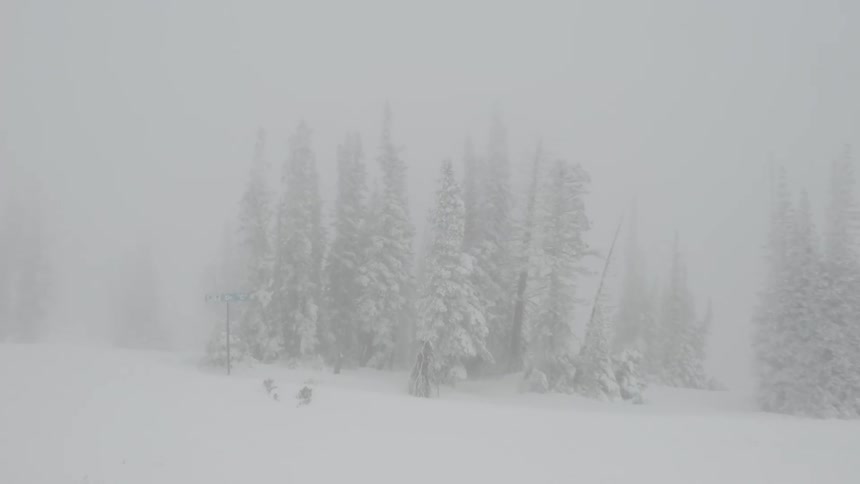 Coniferous forest in the mountains with snow and fog