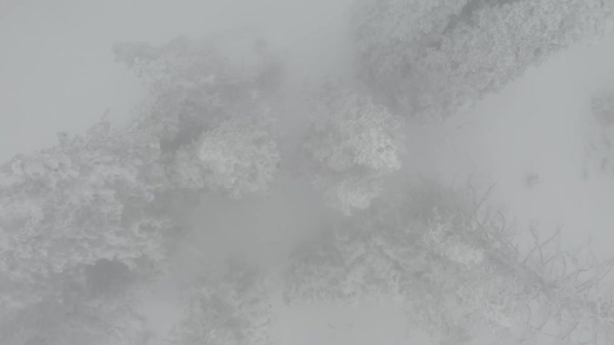 Aerial view of conifers in a forest with snow and fog