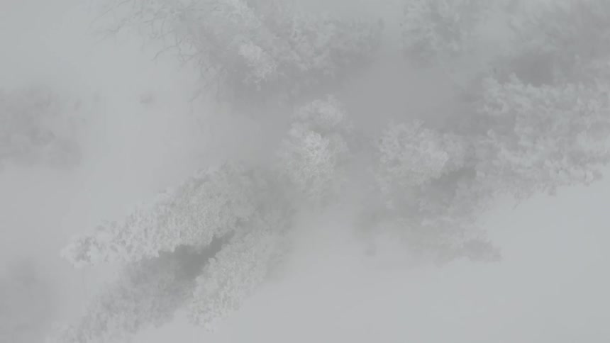 An aerial perspective of dense snowladen trees veiled by soft atmospheric mist