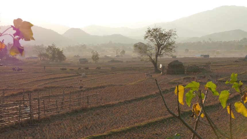 A person walking in a field
