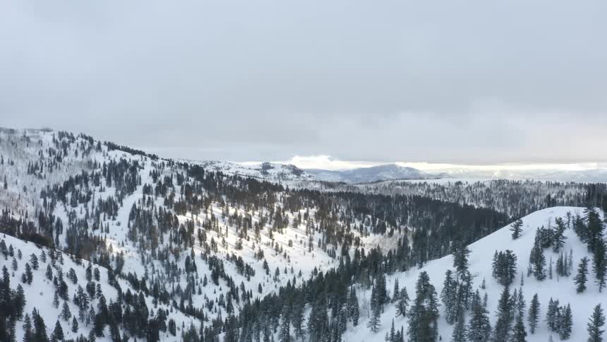 A snowcovered mountain slope dotted with clusters of pine trees under a cloudy muted sky