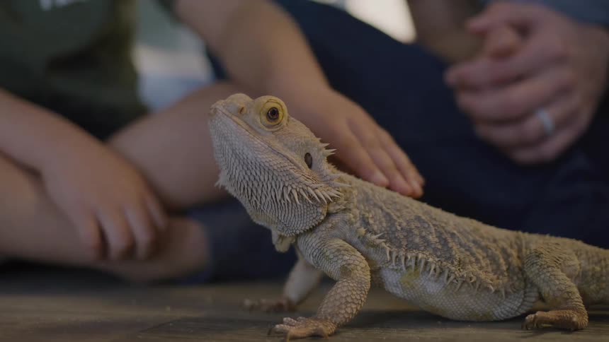 A footage of a person petting a lizard