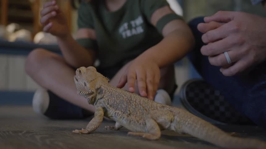 Child accompanied by an adult touching a lizard