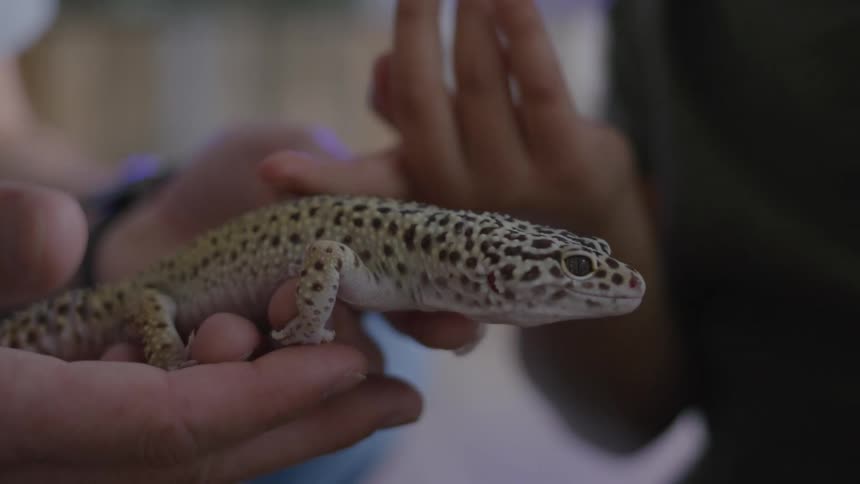 A persons hands gently cradling a leopard gecko revealing its spotted pattern of tan and black markings on its skin