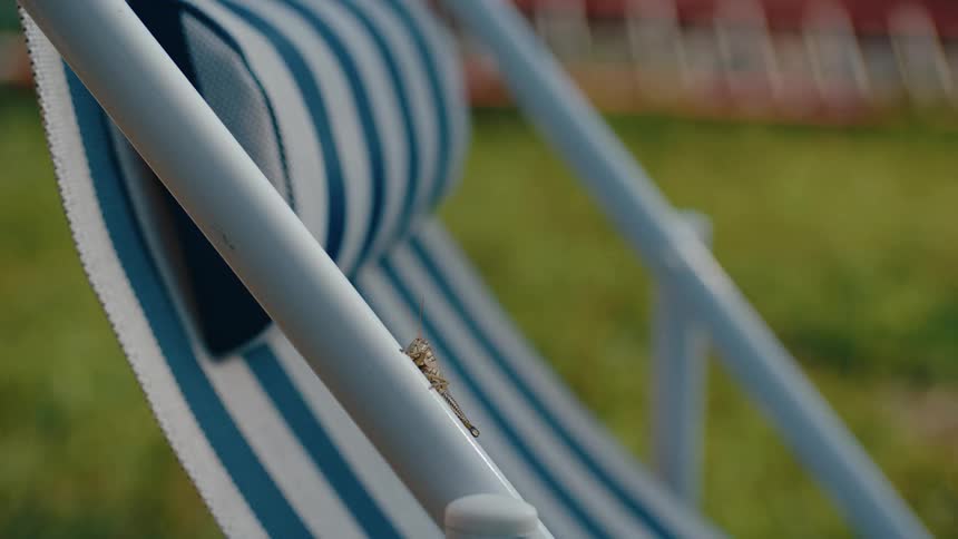 Insect on outdoor beach chair