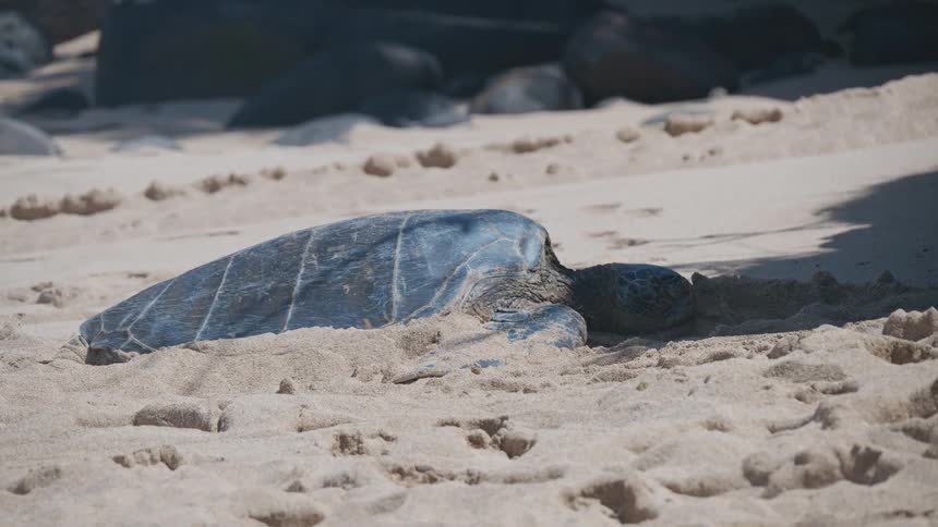 Turtle lying on the sand