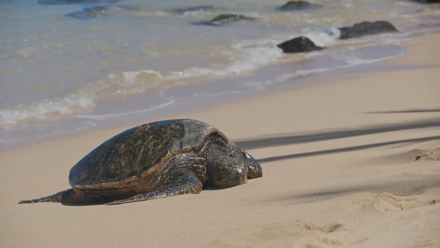 A sea turtle lies on a sandy beach as ocean waves roll into the shore