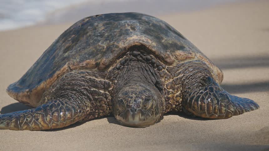 A large turtle that is asleep on the sand of a beach with waves behind