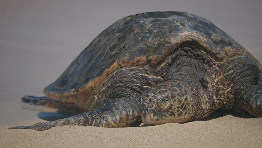 A closeup shot captures a large sea turtle resting with its eyes closed on the sandy shoreline as gentle waves wash near its flippers