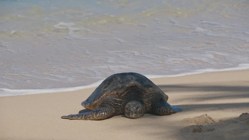 A large sea turtle rests on a sandy beach near the shoreline with waves gently rolling in the background