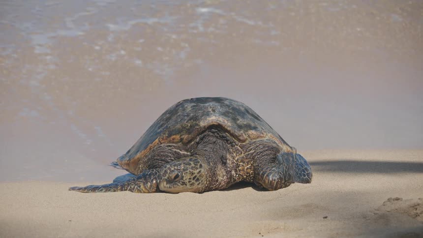 A sea turtle lies on a sandy beach as ocean waves roll into the shore