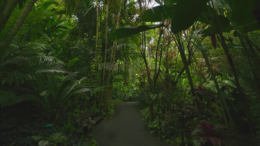 Trail in the middle of a tropical forest