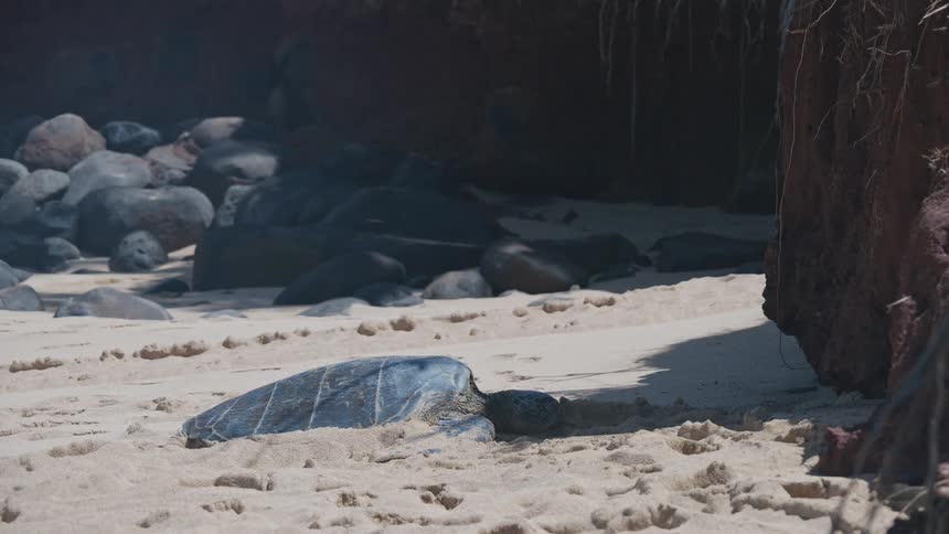 A large turtle sleeping on the sand of a coast with some rocks in the background