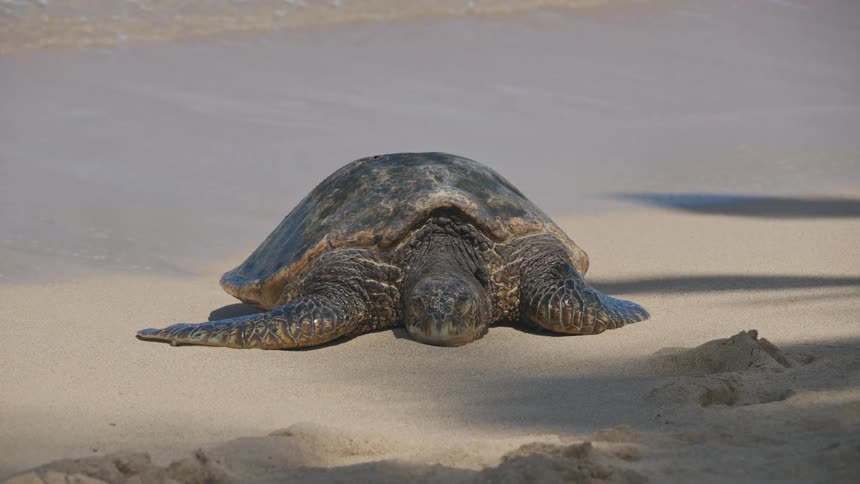 A large turtle sleeping on the edge of a beach with some waves crashing next to it