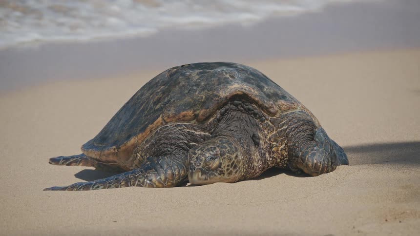 A sea turtle lies on a sandy beach while ocean waves roll into the shore