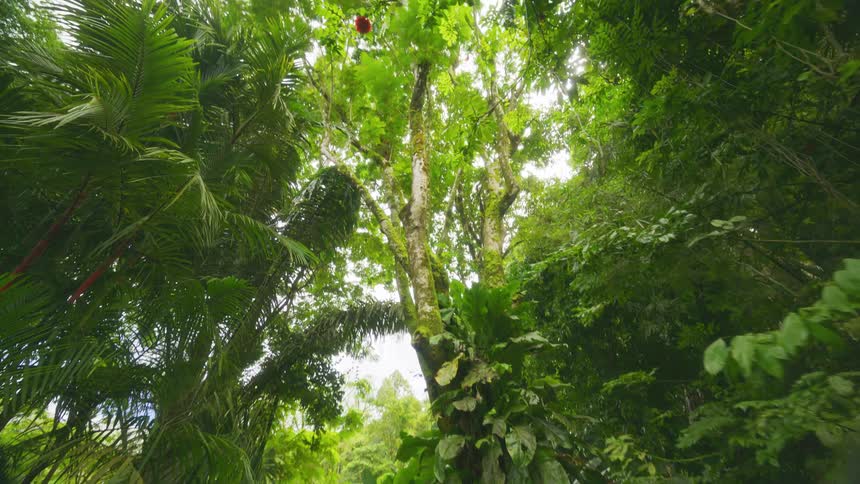 A lush tropical forest surrounds a paved pathway with large green leaves and dense vegetation