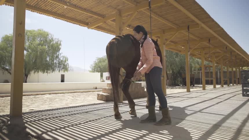 A woman wearing a pink shirt and blue jeans stands under a covered stable walkway using a brush to groom the tail of a brown horse on a sunny day