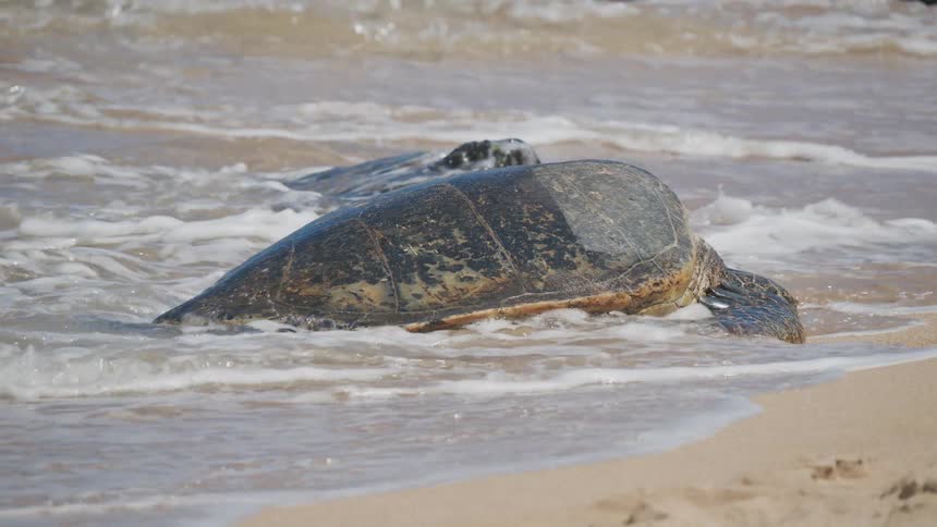 Turtle lying on the sand in contact with ocean waves