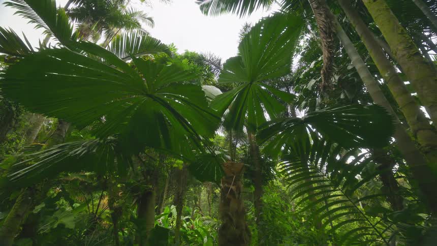 A lowangle view explores a dense vibrant green jungle teeming with diverse tropical vegetation including various palm trees and large leafy plants under a thick canopy