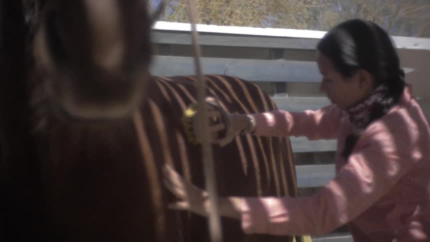 Woman brushing horses fur