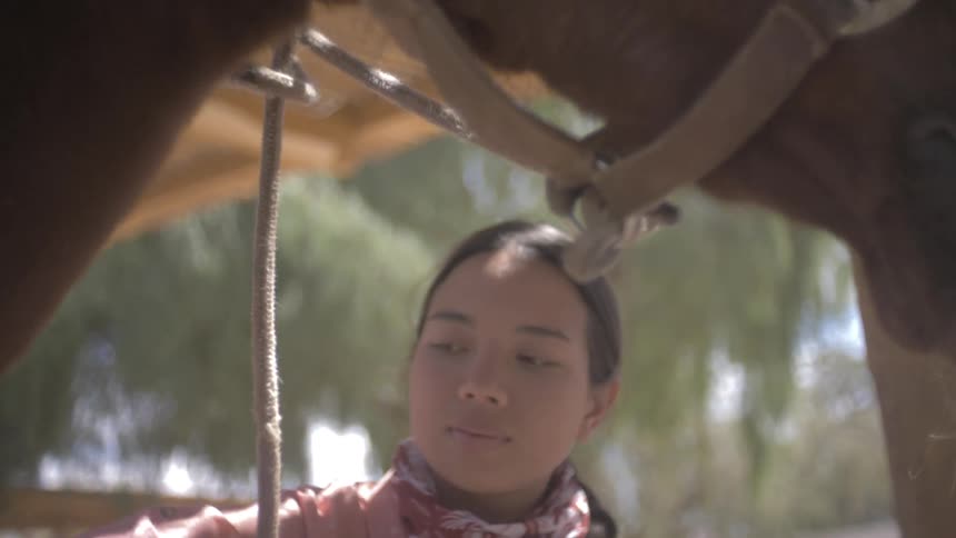 Seen from a low angle a woman wearing a pink shirt and a floral bandana looks attentively upwards while grooming a horse outdoors under a covered structure