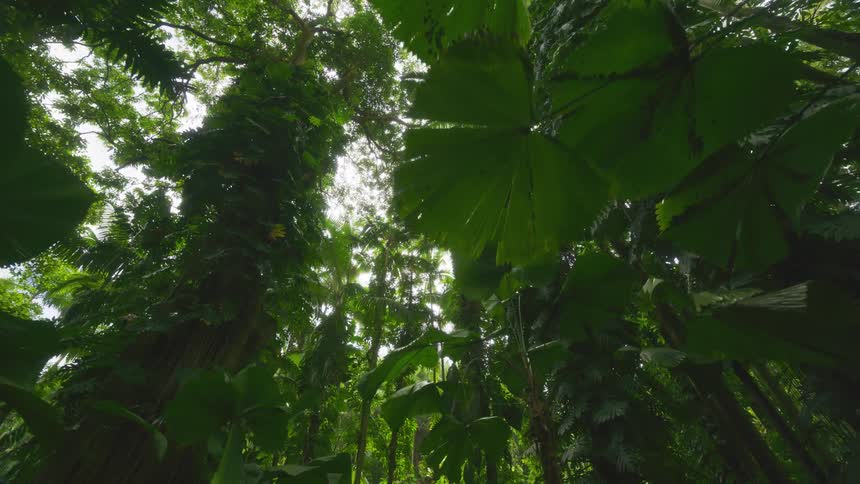 Looking directly up from within a dense jungle the view captures towering trees covered in vines and lush foliage with sunlight filtering through the thick green canopy above