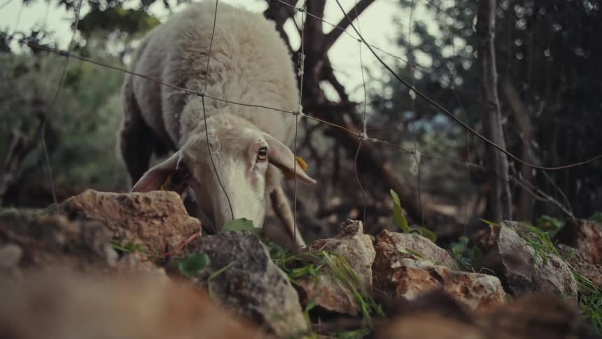 A sheep grazes near a fence