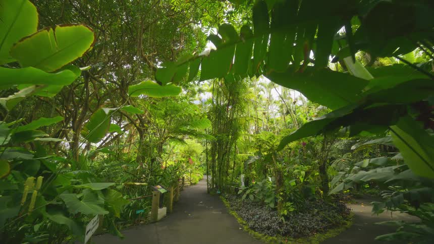 A pointofview shot follows a paved path winding through an incredibly lush tropical garden surrounded by dense green foliage diverse plants and trees reaching overhead