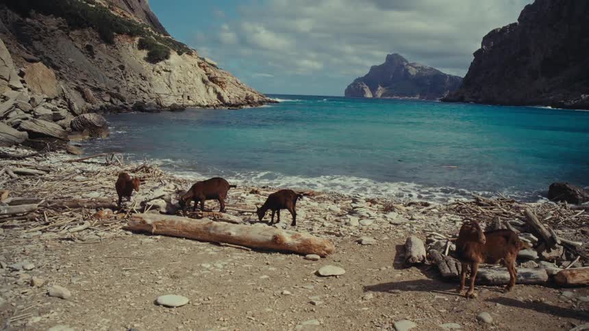 Goats graze on the rocks and sand of the beach with the clear blue sea and mountains in the background