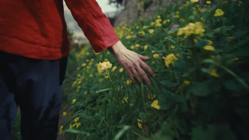 Person walking along a trail and running their hands over yellow flowers in a flowerbed