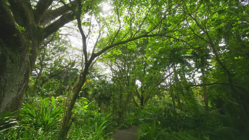 Walking along a path surrounded by dense lush tropical jungle vegetation with sunlight filtering through the thick canopy above