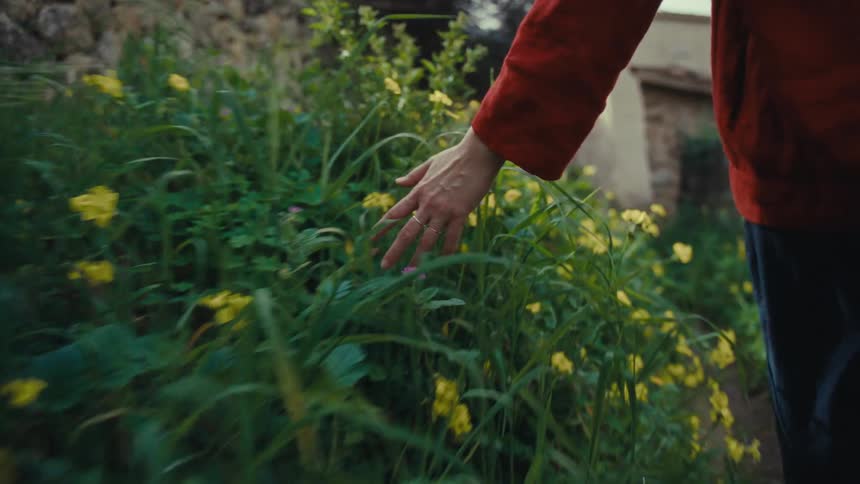 A closeup following shot captures a persons hand gently brushing across small yellow wildflowers and green leaves while walking outdoors