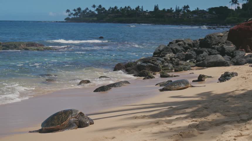 Several large sea turtles rest on a sandy beach near dark rocks as gentle waves wash onto the shore under a sunny sky