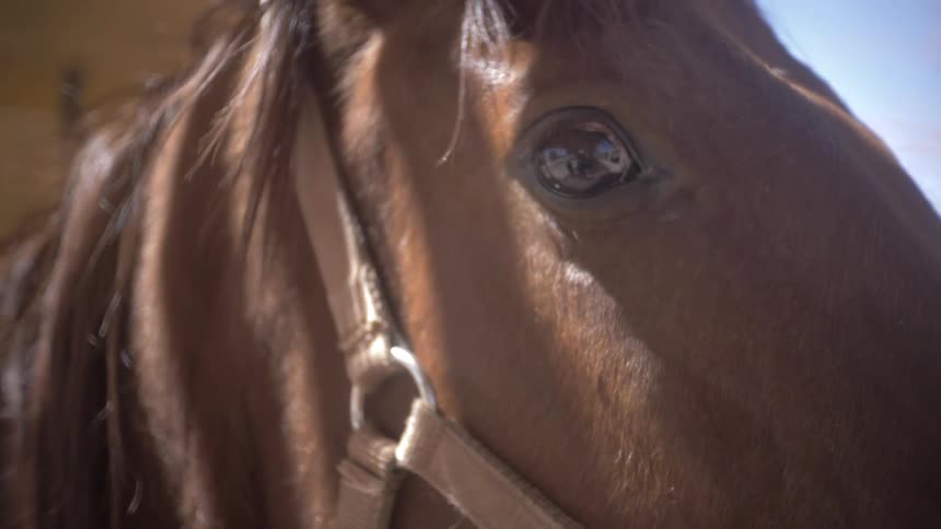 Close up of the face of a brown horse