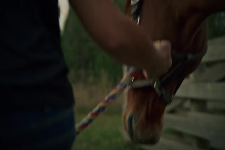 A man holds the reins as he walks a horse down a path