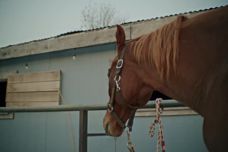 Woman walking out from beside a horse outdoors