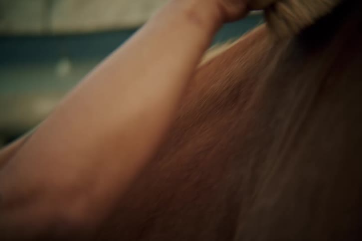 Pair of hands with a brush brushing a horses coat
