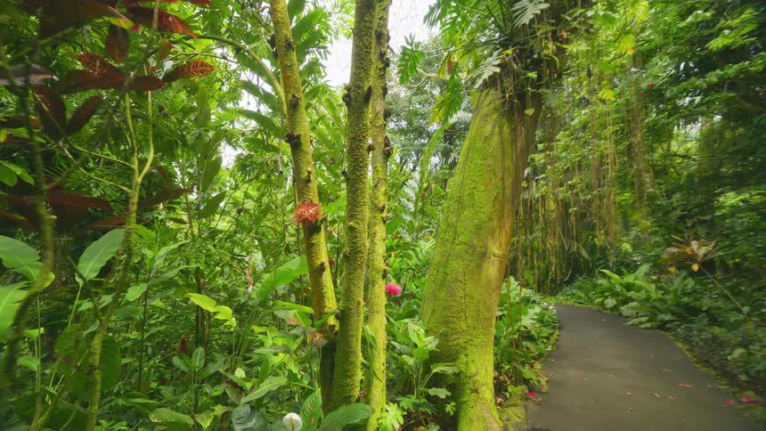 Trail in the middle of a dense tropical forest seen during the day