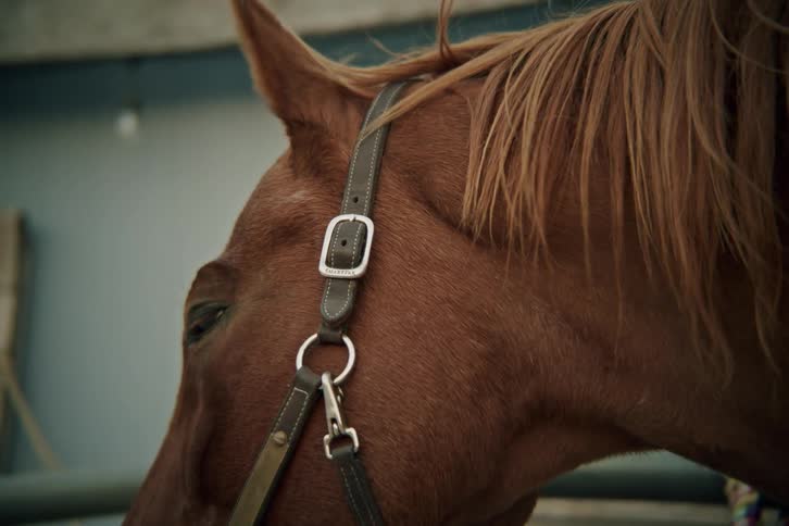 Side closeup of a brown horses face