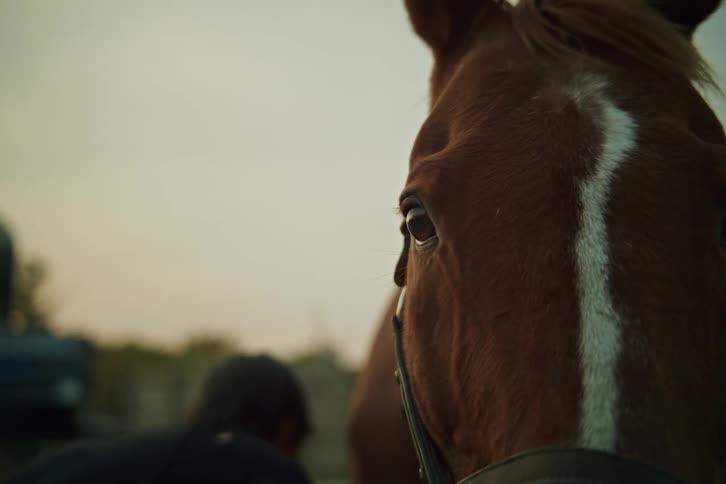 Woman next to a brown horse