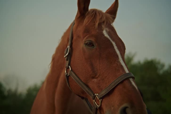 Close up of a brown horses face with a white stripe