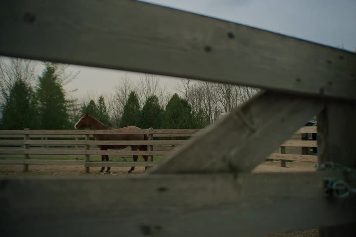 Brown horse between wooden fences in a rural area