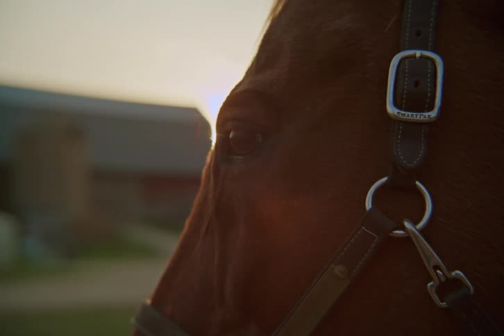 A closeup captures the side of a horses head and eye dramatically backlit by the low sun which creates a warm glow and lens flare near its bridle